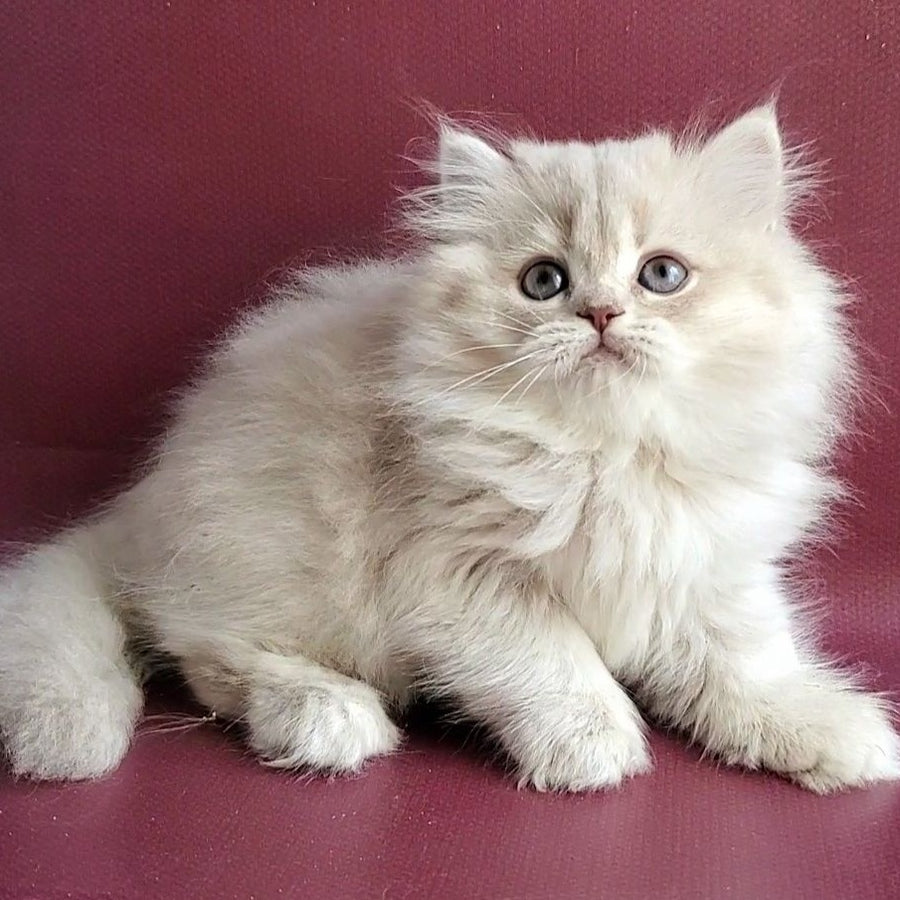 Zabava British Longhair female, blue golden shaded