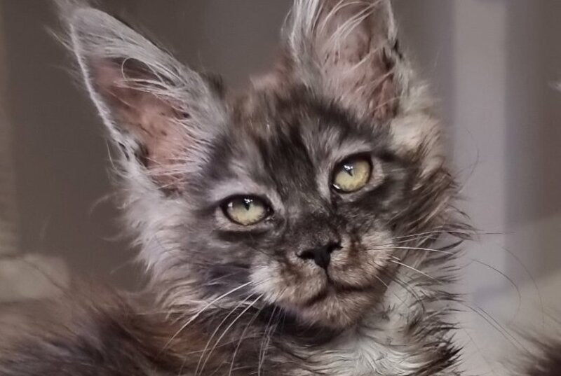 Cassia Maine Coon female black silver - live animals