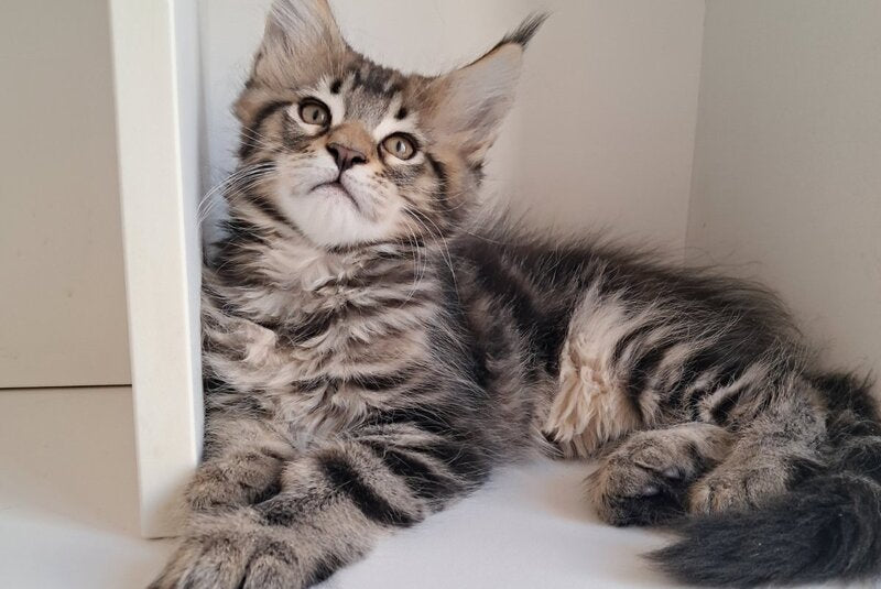 X-Archi Maine Coon male, black tabby