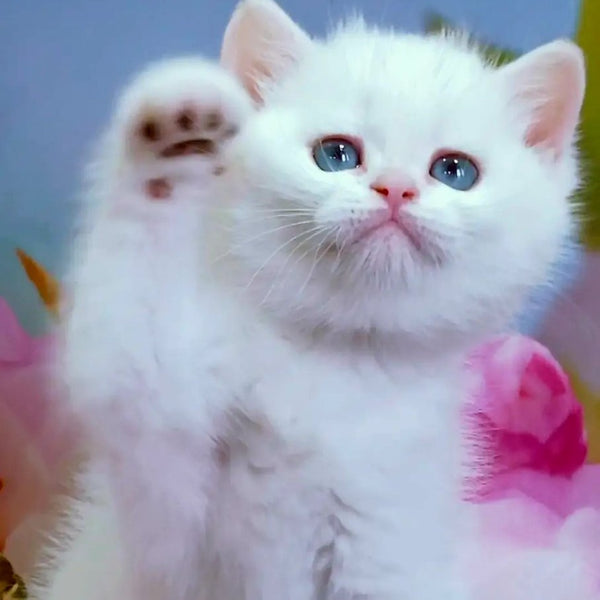 Irma British Shorthair female, black golden shaded