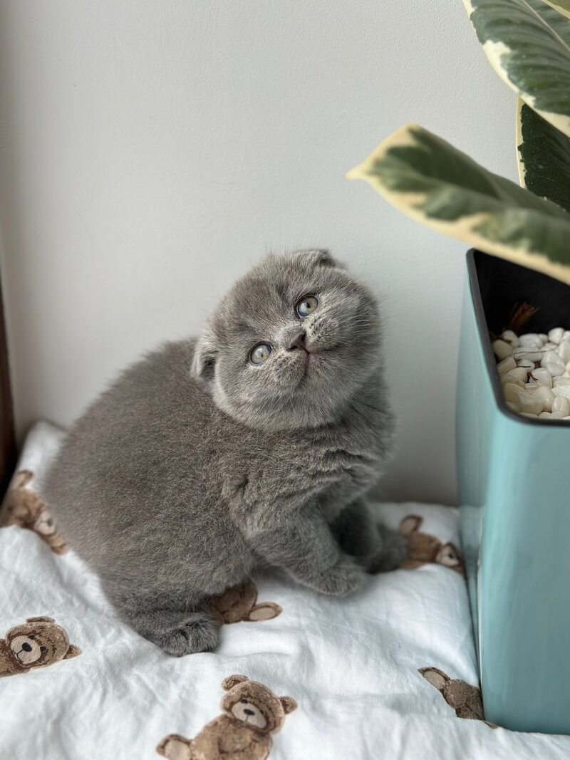 Xenia Scottish Fold female blue live animals