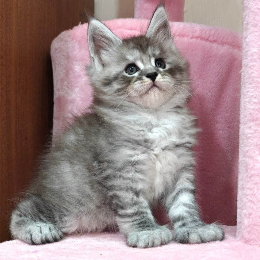Alexander Maine Coon polydactyl 6x6x6x6 male, black silver ticked tabby