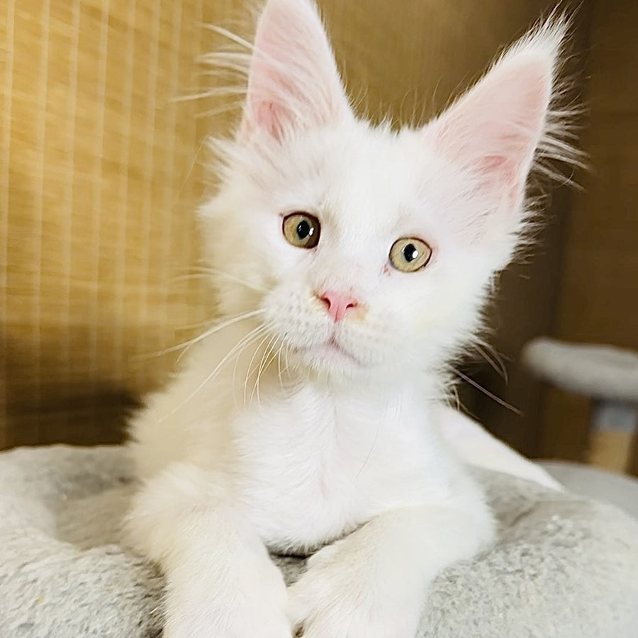 Kozak Maine Coon male, white