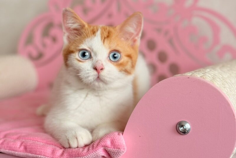 Casper Scottish Straight male, red spotted tabby harlequin