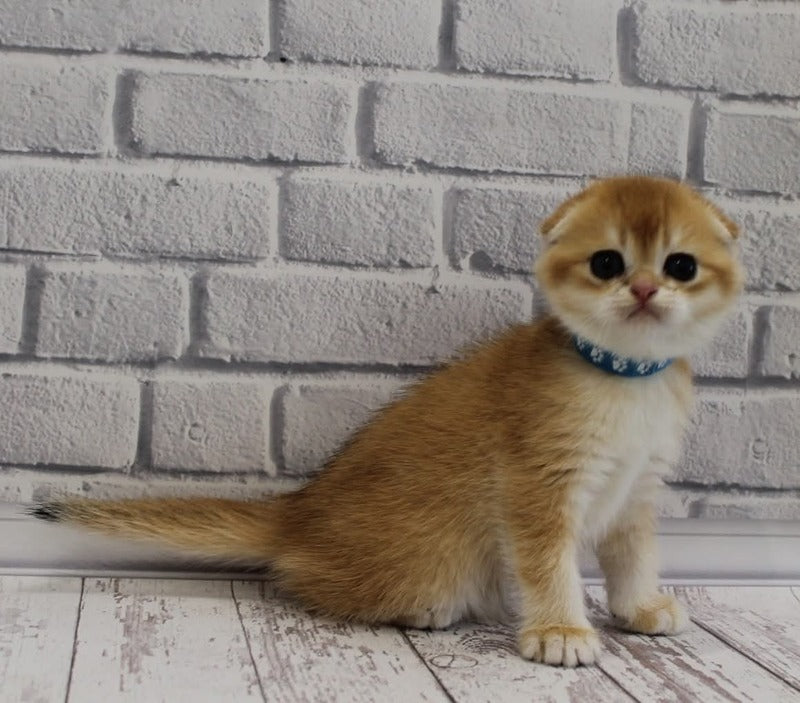 Gelios Scottish Fold male, black golden shaded
