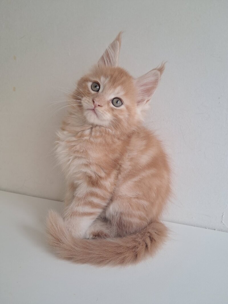 Charlie Maine Coon male, red silver tabby