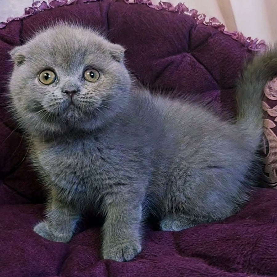 Margosha Scottish Fold female, lilac