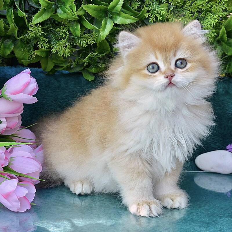 Timur British Longhair male, chocolate golden chinchilla
