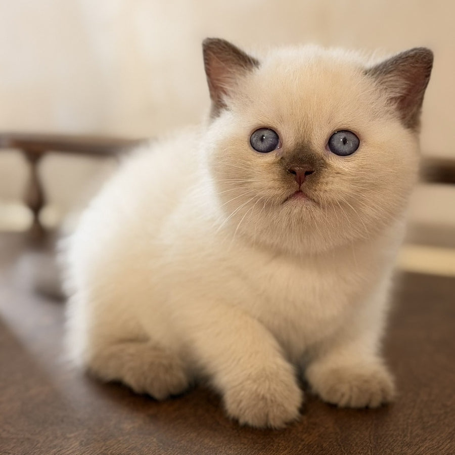 Statham British Shorthair male, chocolate pointed