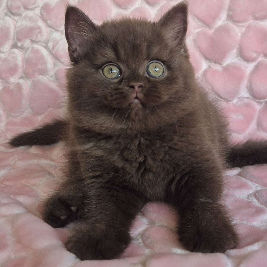 Julia British Shorthair female, chocolate