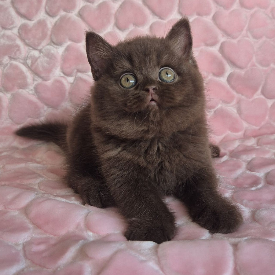 Julia British Shorthair female, chocolate