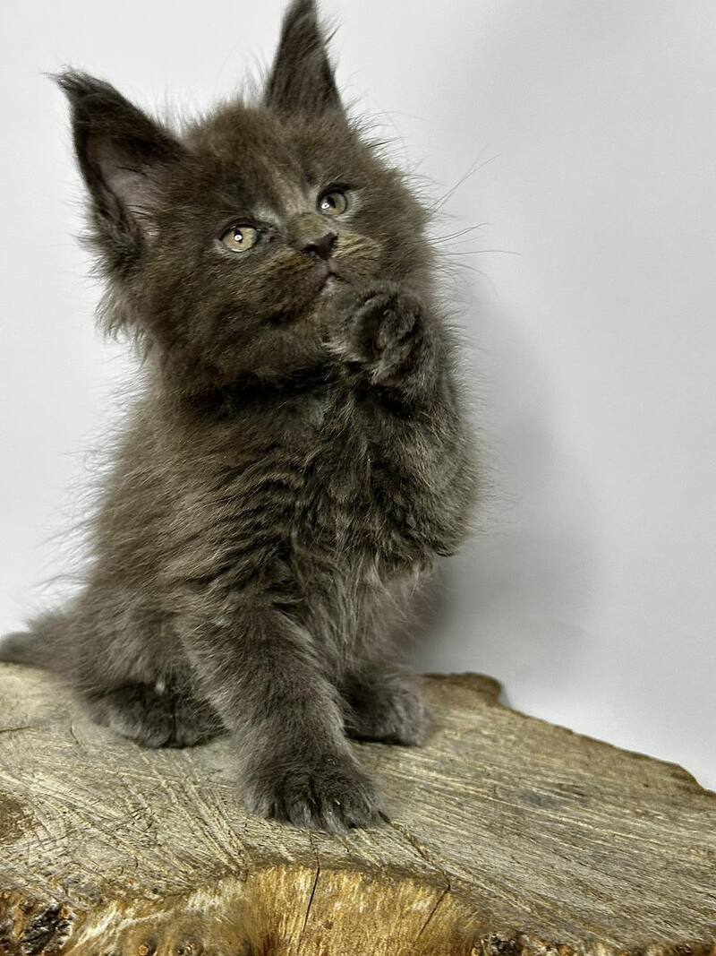 Joker Maine Coon male blue - live animals