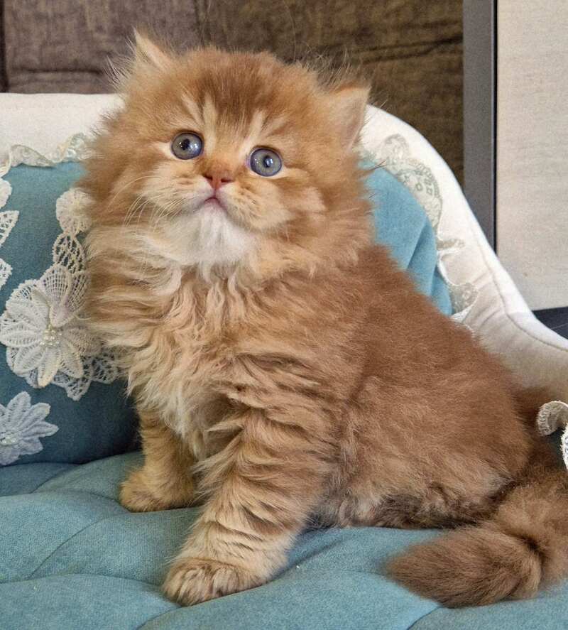 Maribel British Longhair female chocolate golden shaded - live animals