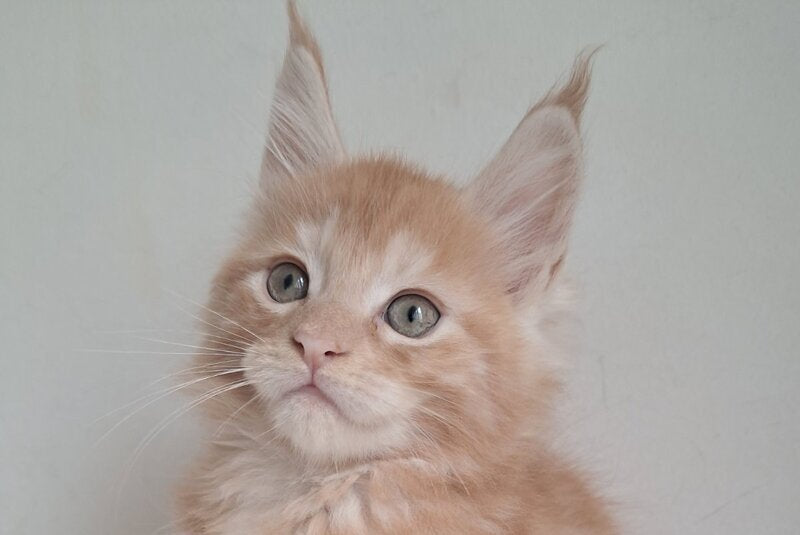 Charlie Maine Coon male, red silver tabby