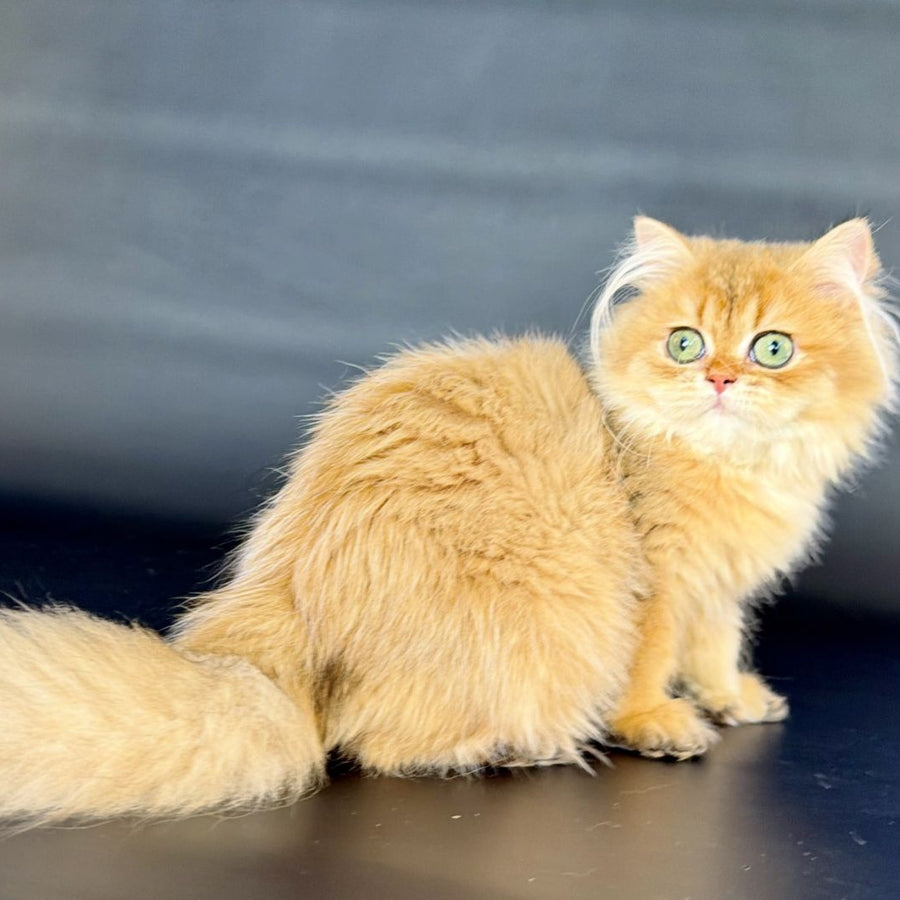 Varo British Longhair female, black golden shaded
