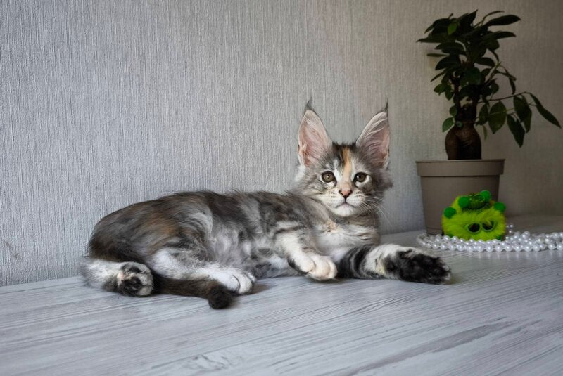 Dea Maine Coon female, black tortie silver spotted tabby