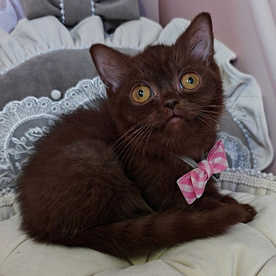 Volter British Shorthair male, chocolate
