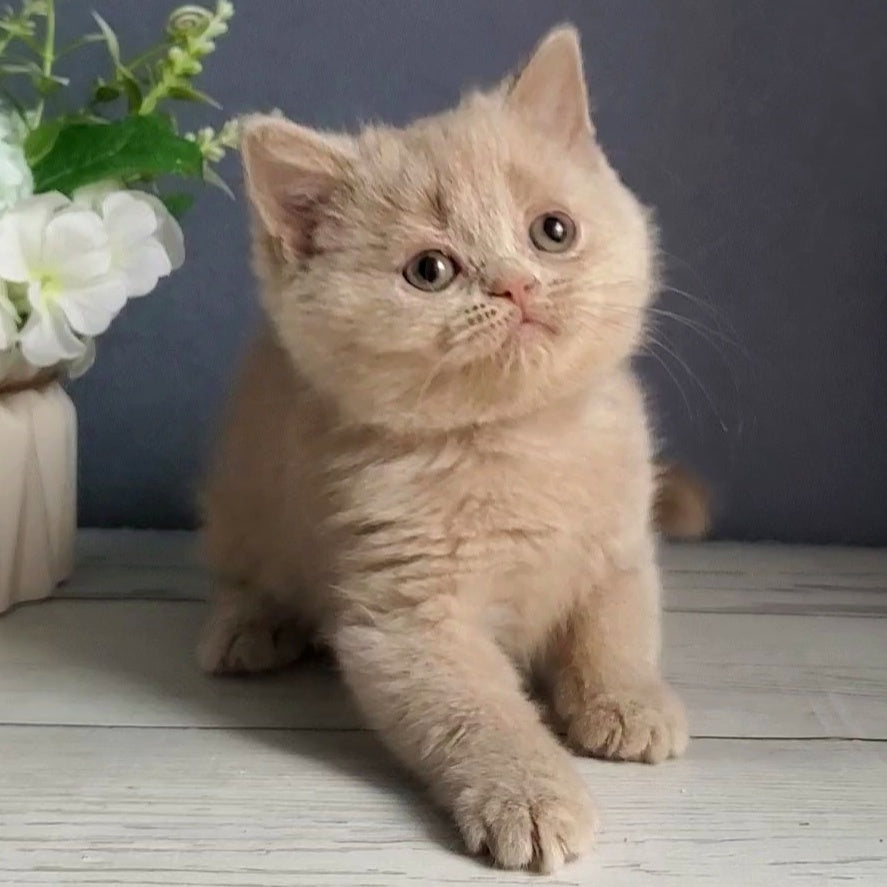 Felicia British Shorthair female, fawn