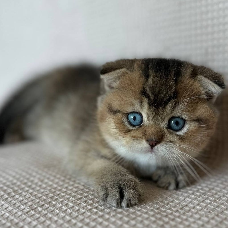 Martin Scottish Fold male, black golden ticked tabby with white