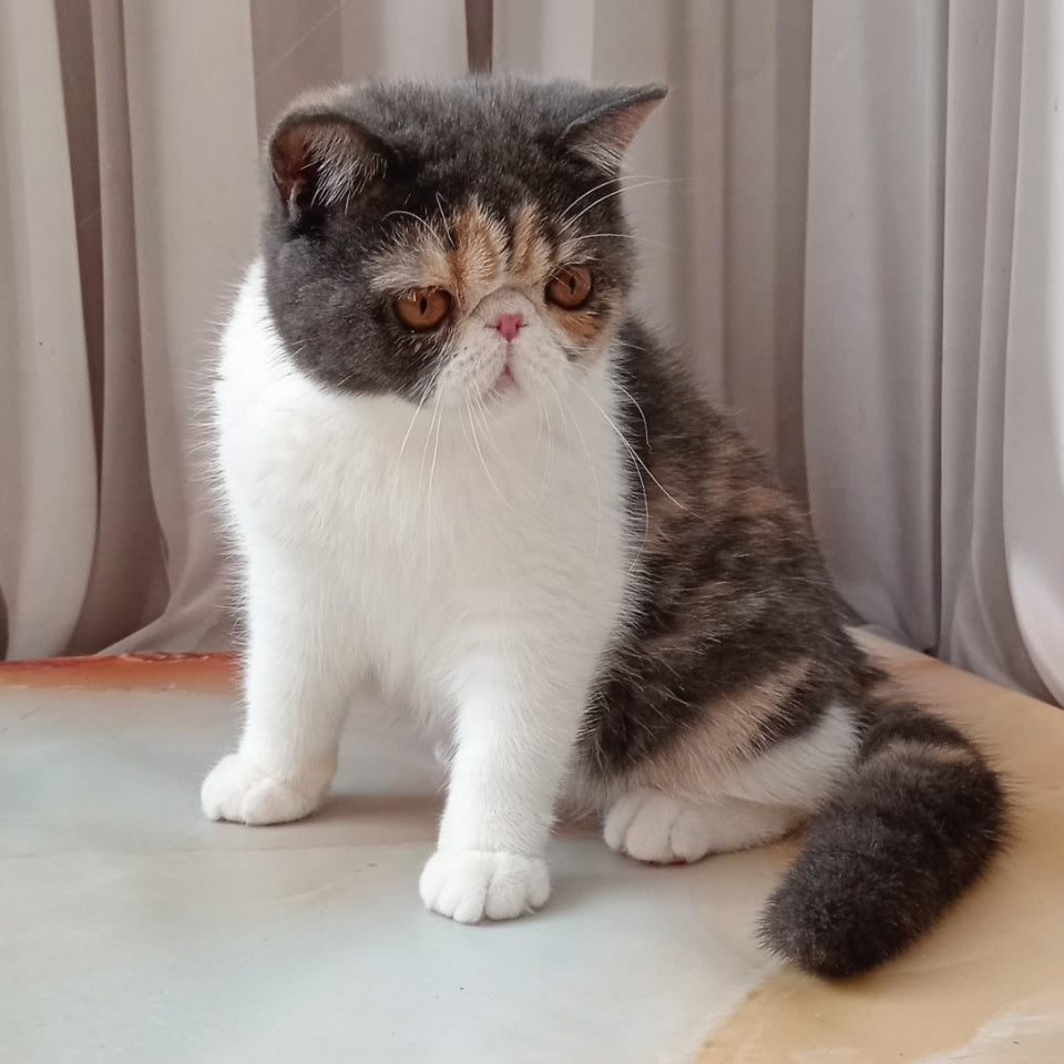 Markiza Exotic female, blue tortie bicolour