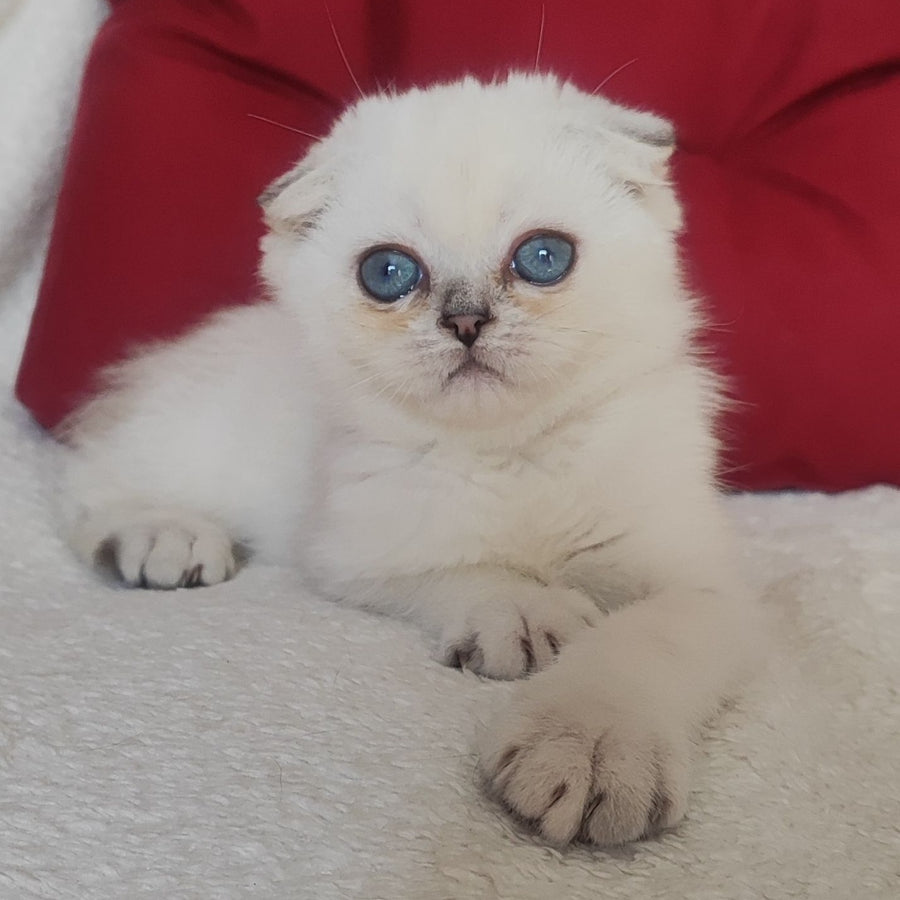 Xiomi Scottish Fold male, blue silver ticked tabby
