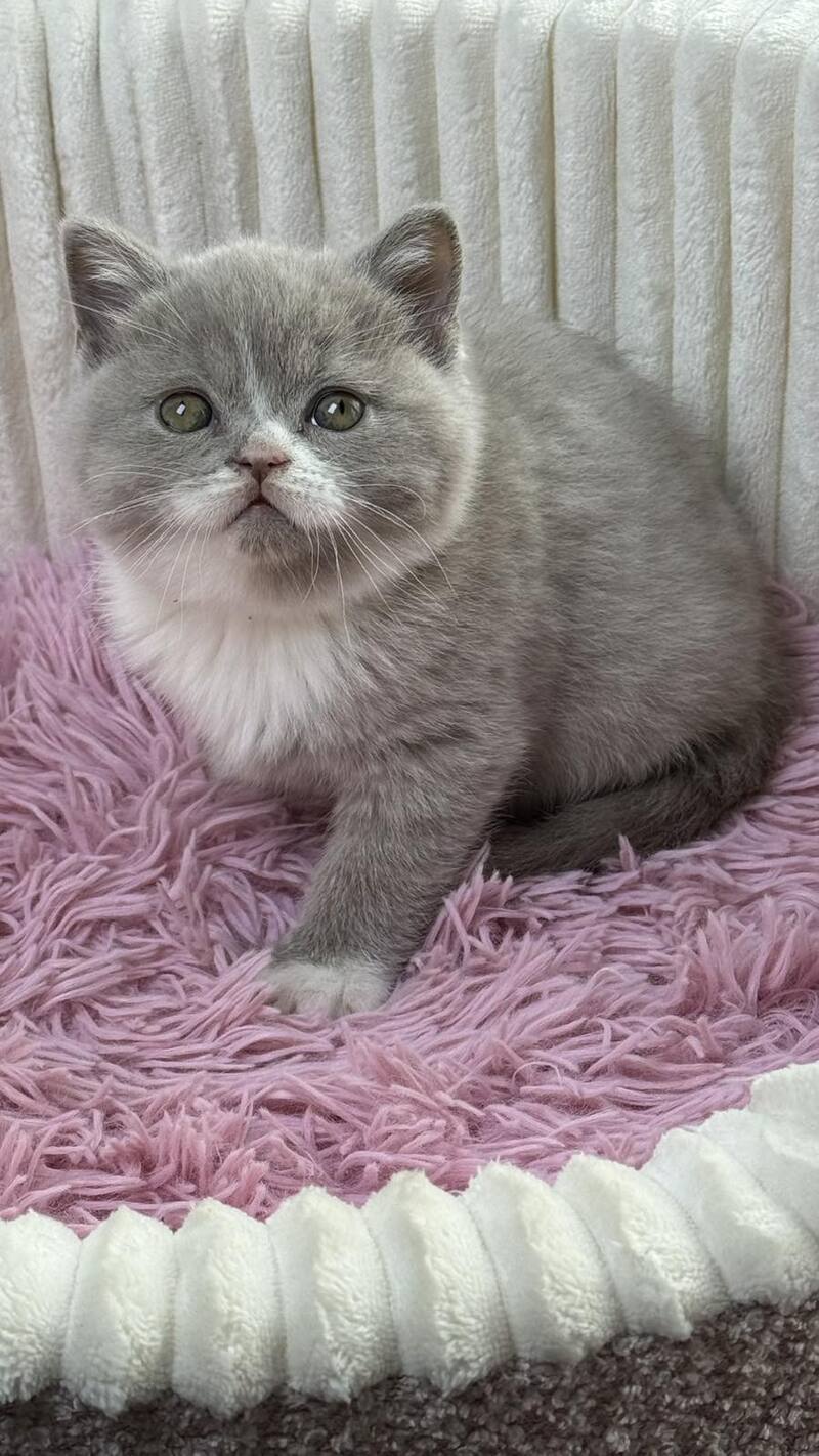 Baby Scottish Straight female, lilac bicolour