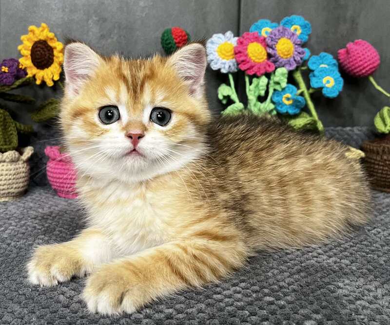 Joker Scottish Straight male black golden spotted tabby live animals