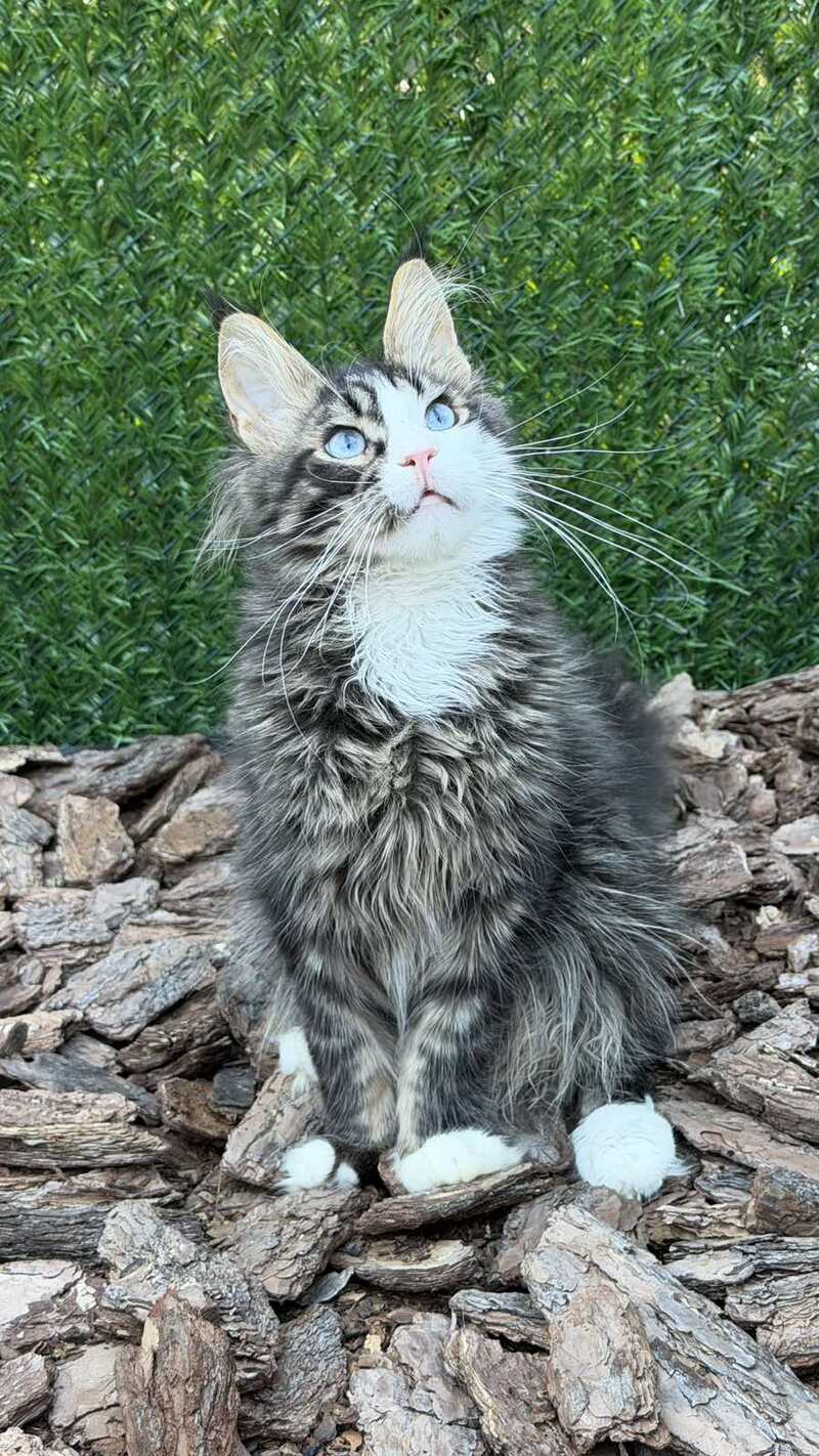 Dior Maine Coon male, black tabby with white