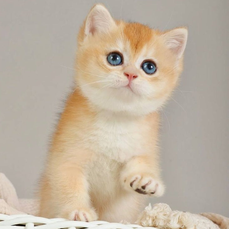 Yan British Shorthair male, black golden chinchilla