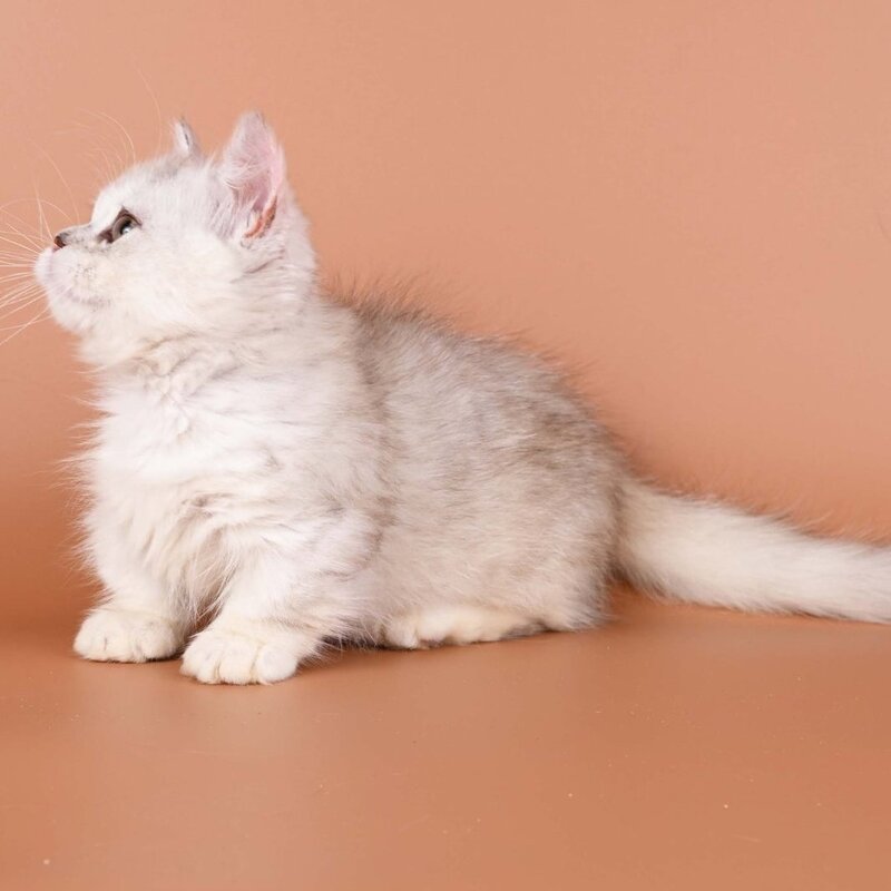 Gerda Munchkin female, black tortie silver shaded bicolour