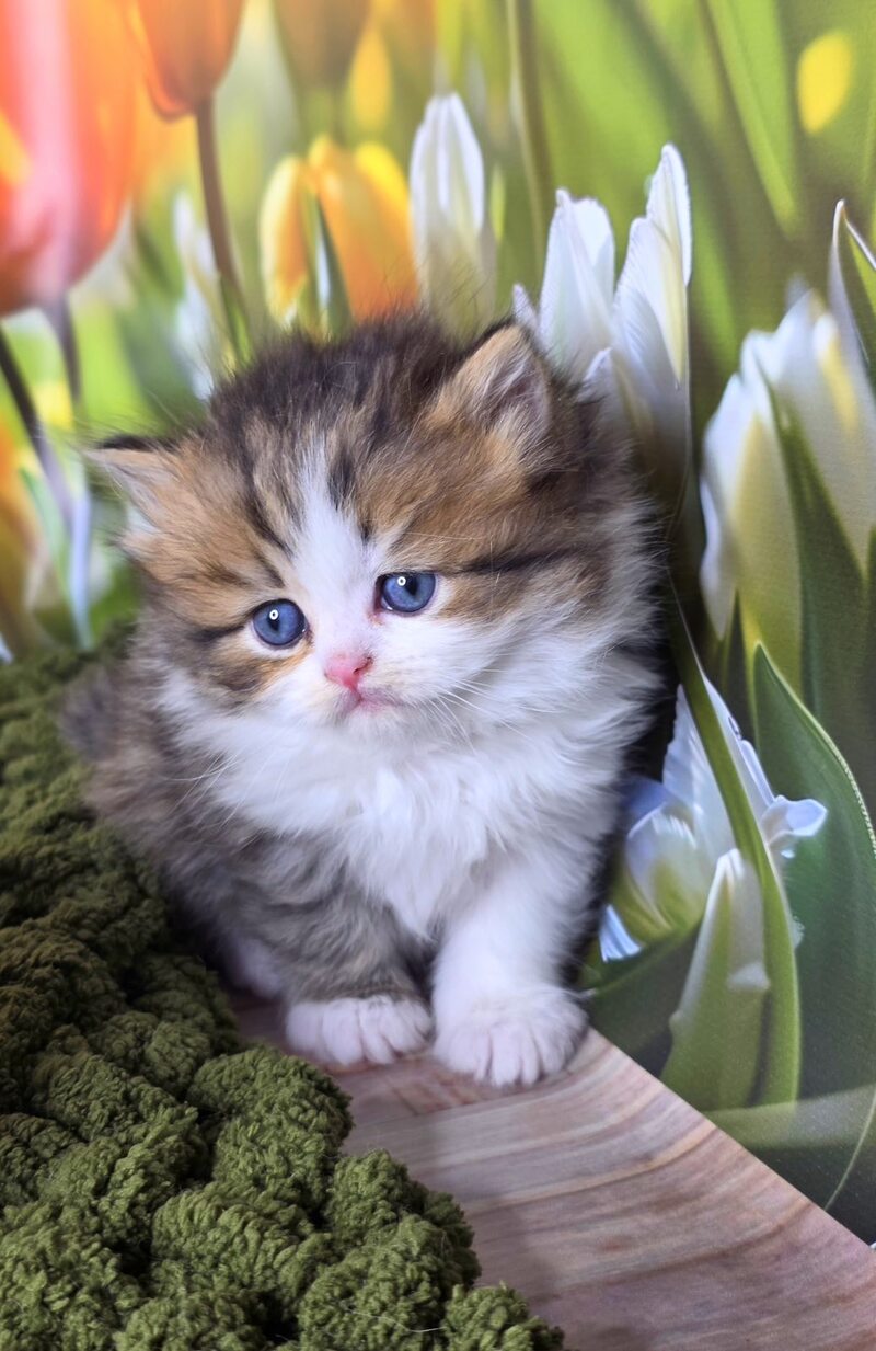 Icon Scottish Straight male black spotted tabby bicolour - live animals