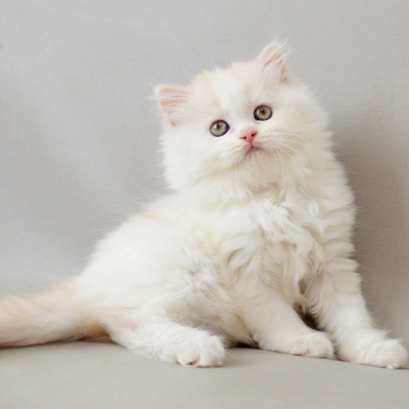 Wasilisa Scottish Straight female, red silver tabby van