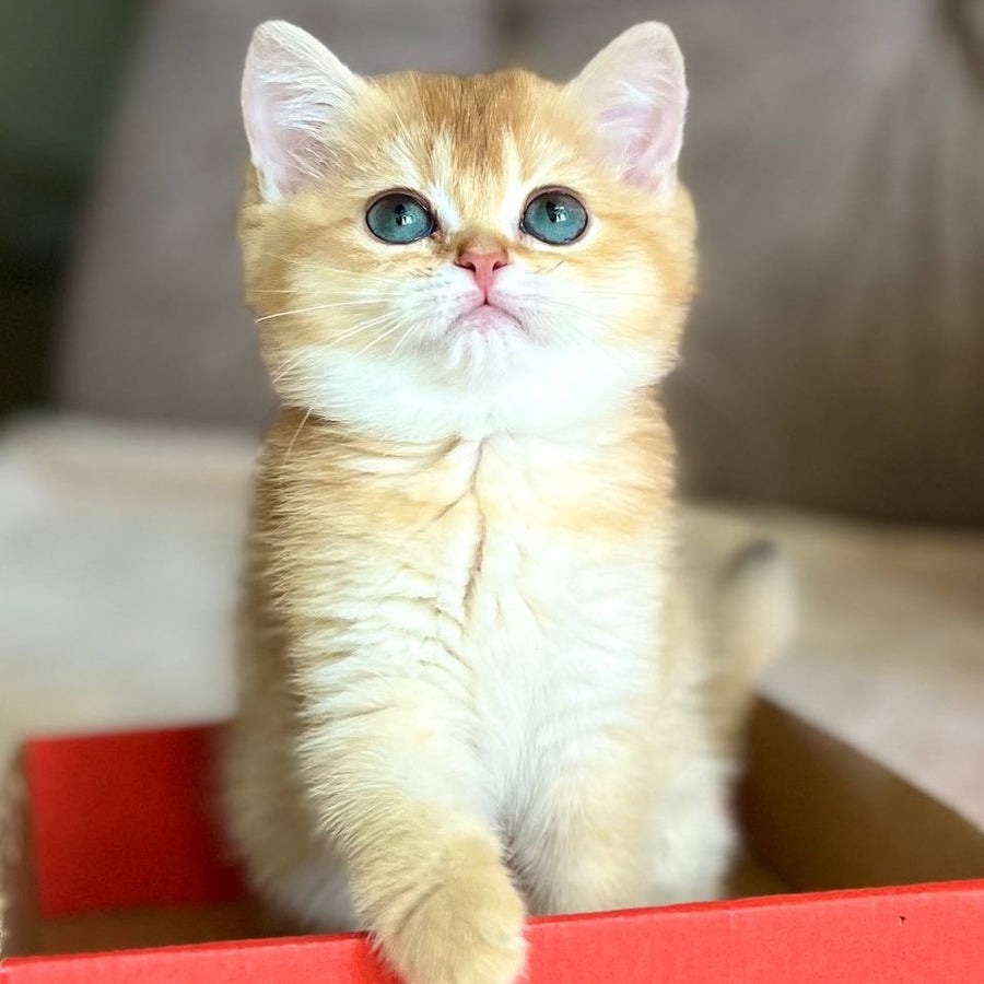 Iris British Shorthair female, chocolate golden chinchilla