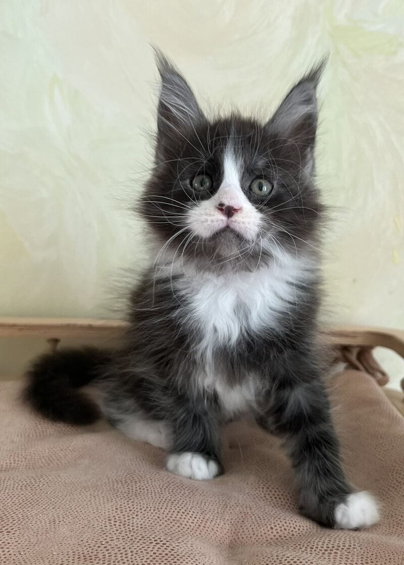 Jolene Maine Coon female, blue silver bicolour