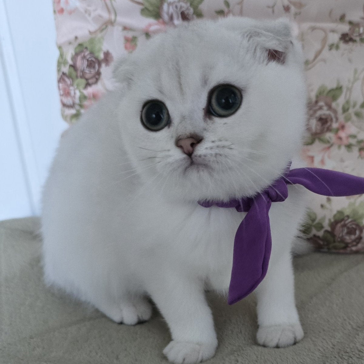 Yasya Scottish Fold female, black silver shaded