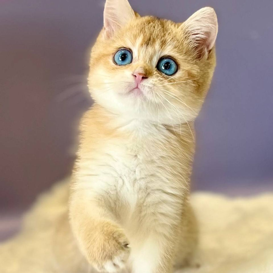 Irvin British Shorthair male, black golden shaded