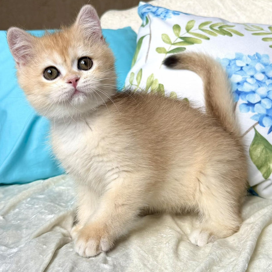 Silvia British Shorthair female, black golden chinchilla
