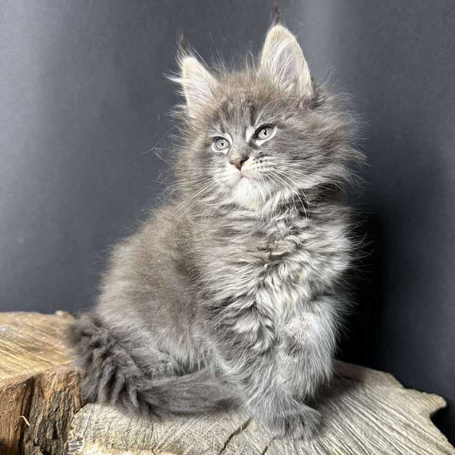 Sony Maine Coon female, blue silver ticked tabby