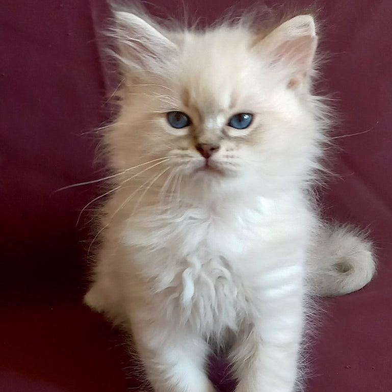 Mathias Siberian male, blue tabby pointed