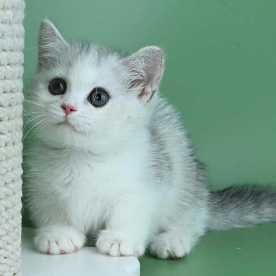 Jina Munchkin female, black tortie silver bicolour