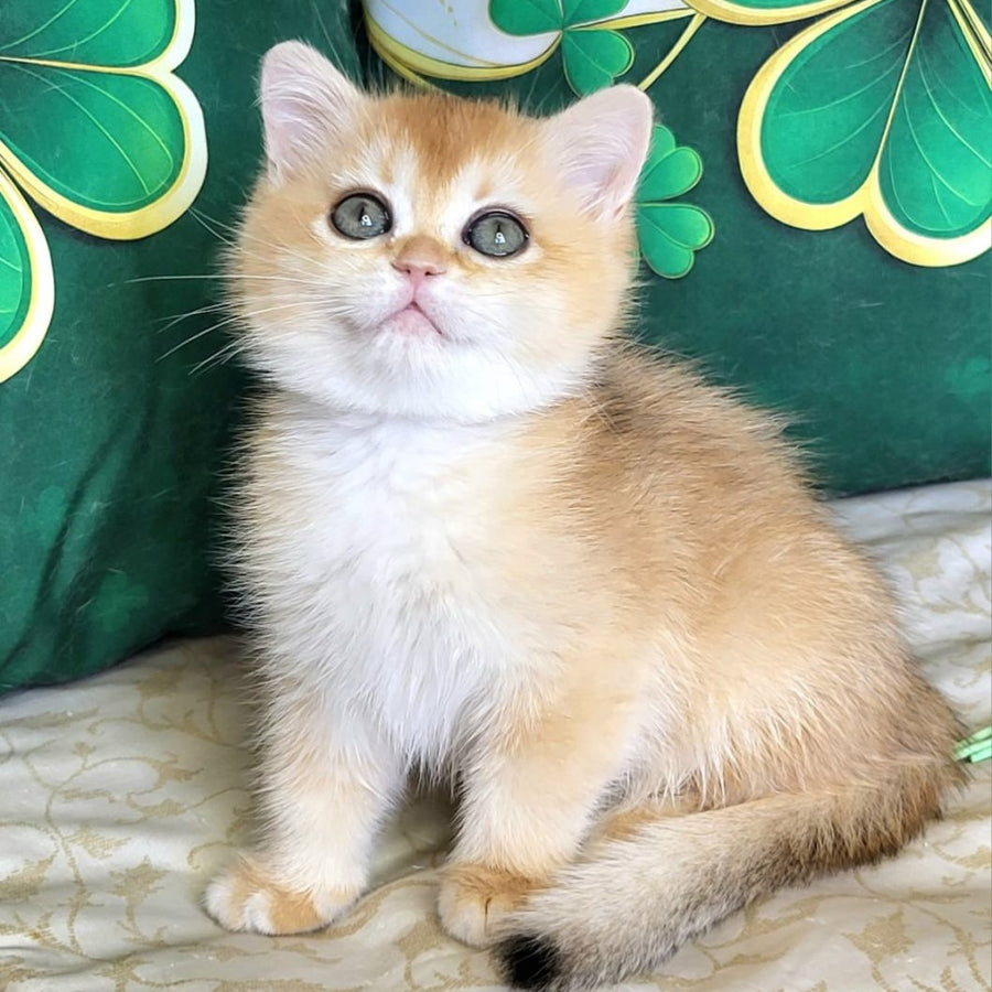 Yuna British Shorthair female, black golden chinchilla