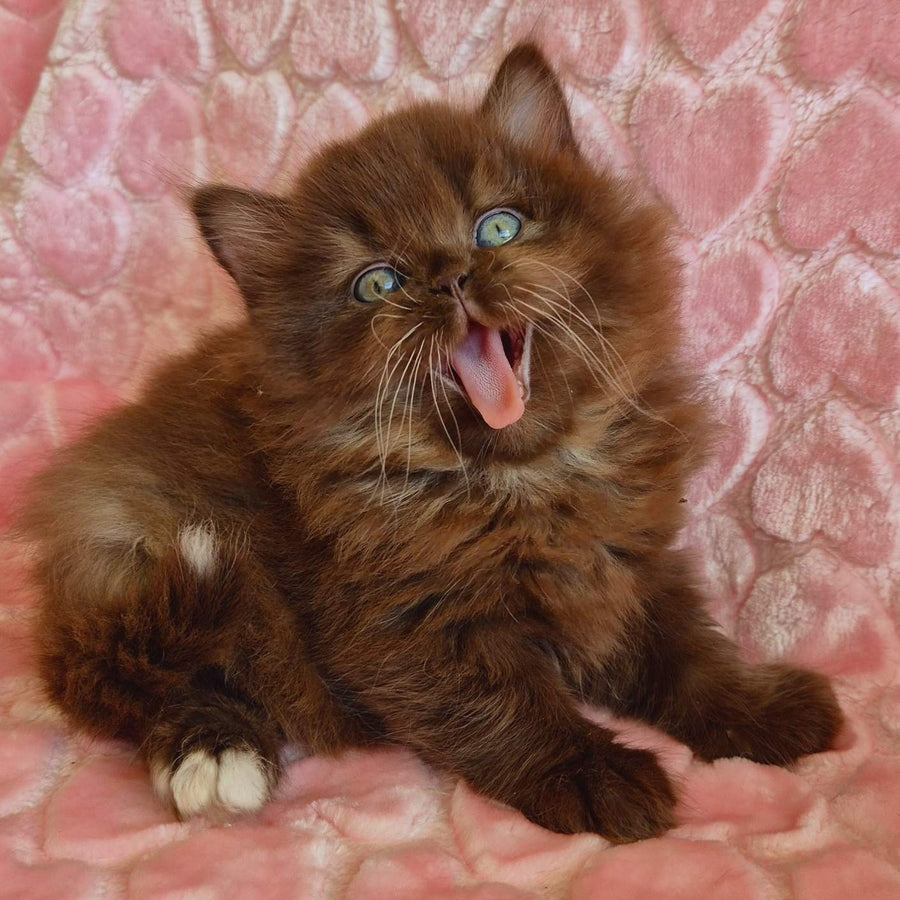 Iva British Longhair female, chocolate with white