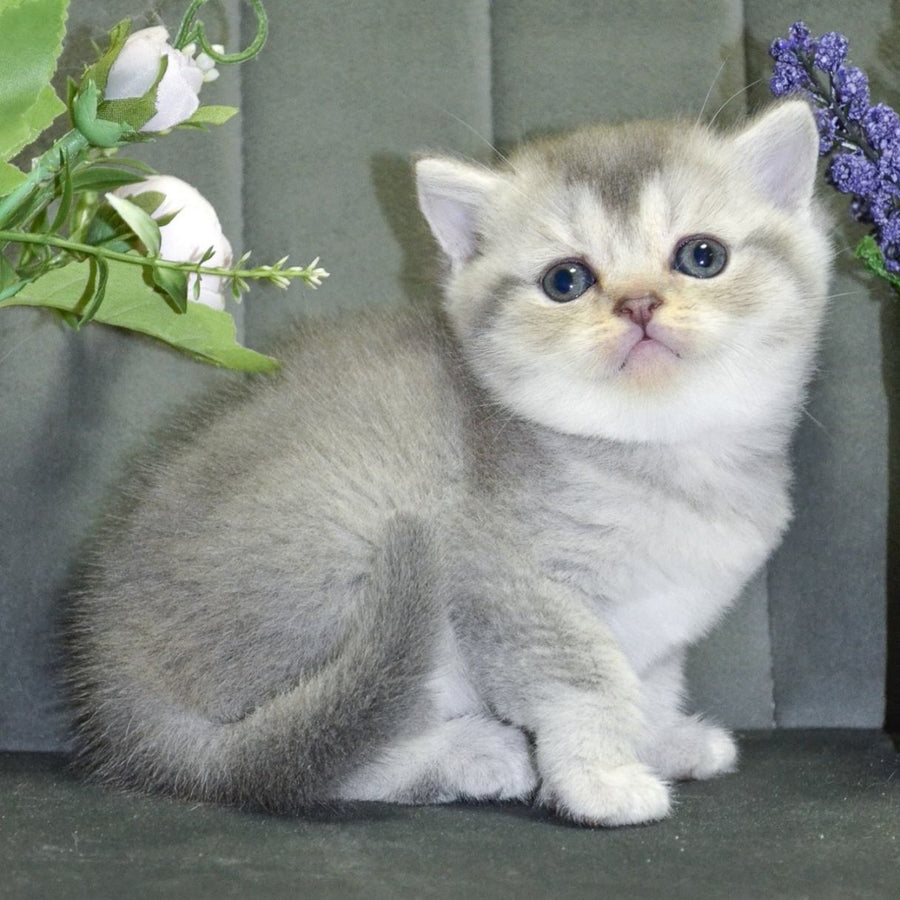 Alina Scottish Straight female, blue silver shaded