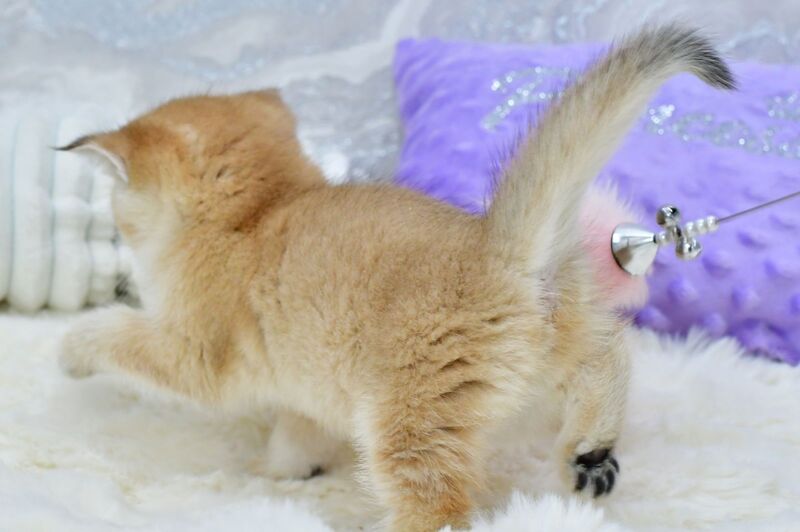 Emili British Shorthair female, black golden shaded