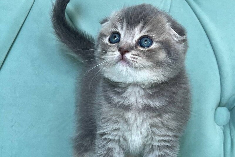 Dasha Scottish Fold female, blue ticked tabby