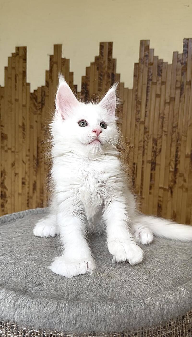 Usik Maine Coon polydactyl male, white