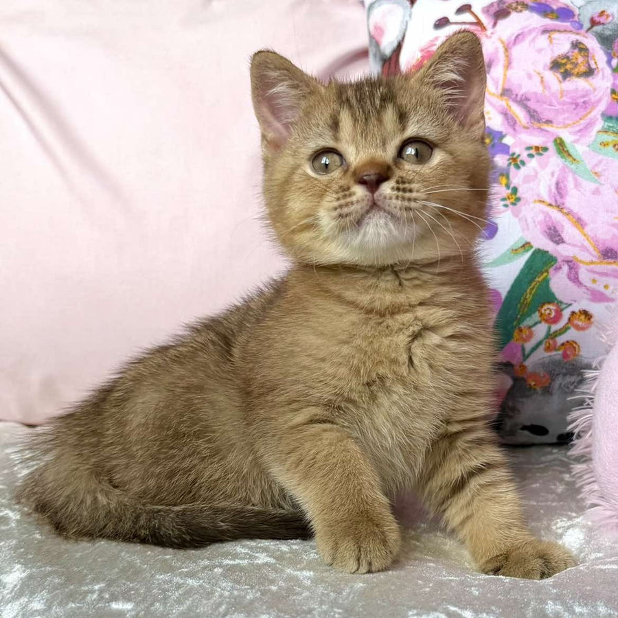 Mete British Shorthair male, cinnamon ticked tabby