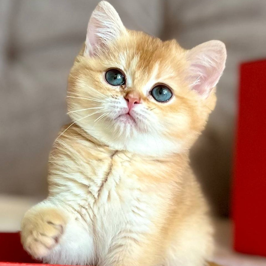 Iris British Shorthair female, chocolate golden chinchilla