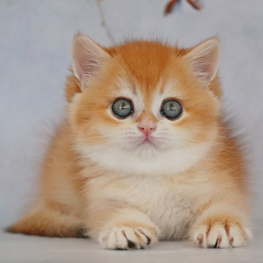Zakhar British Shorthair male, black golden chinchilla