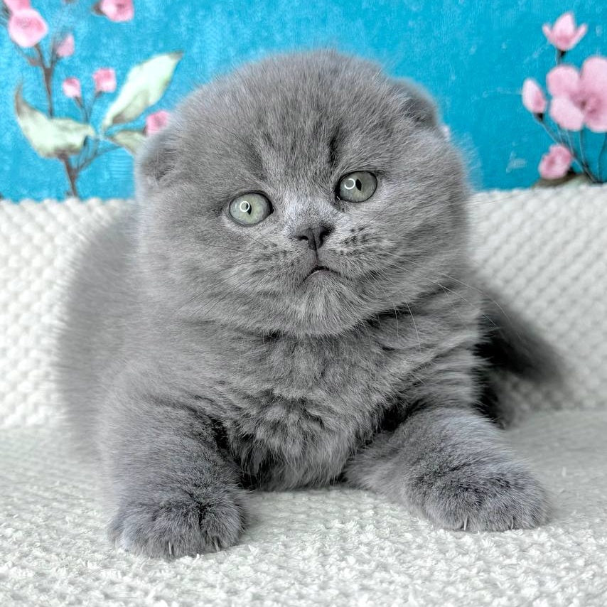 Kevin Scottish Fold male, blue
